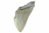 Partial, Fossil Megalodon Tooth - Serrated Blade #373171-1